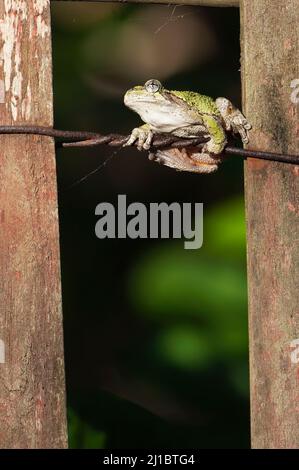 Nördlicher grauer Baumfrosch (Hyla versicolor) Stockfoto