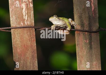 Nördlicher grauer Baumfrosch (Hyla versicolor) Stockfoto