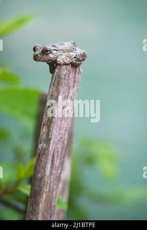 Nördlicher grauer Baumfrosch (Hyla versicolor) Stockfoto