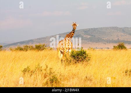 Kenia, masai-Giraffe Stockfoto