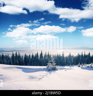 Schönes Winterpanorama mit schneebedeckten Bäumen Stockfoto