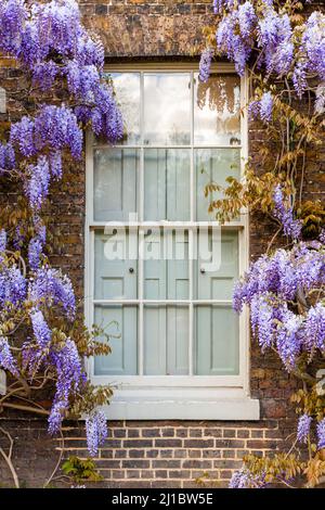 Wisteria Sinensis um ein Fenster Stockfoto