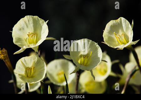 Yellow Hoop Daffodils , Narcissus bulbocodium „Arctic Bells“ Stockfoto