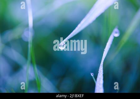 Makro von Wassertropfen (blauer Farbton) Stockfoto