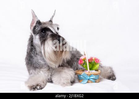 Ein schöner reinrassig grauer Miniatur-Schnauzer liegt auf weißem Hintergrund neben einem Blumenkorb. Pedigree bärtiger Miniatur-Schnauzer aus Pfeffer A Stockfoto
