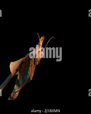 Wandernde Geige Priating Mantis - Gongylus Gongylodes Stockfoto