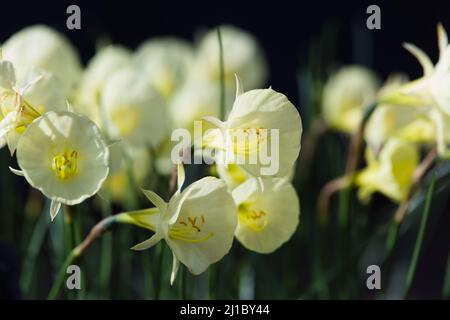 Yellow Hoop Daffodils , Narcissus bulbocodium „Arctic Bells“ Stockfoto