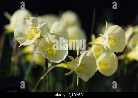 Yellow Hoop Daffodils , Narcissus bulbocodium „Arctic Bells“ Stockfoto