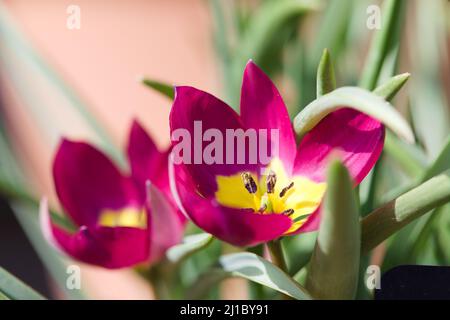 Nahaufnahme der blühende Tulpen des Frühlings, Tulipa humilis „Persian Pearl“ Stockfoto