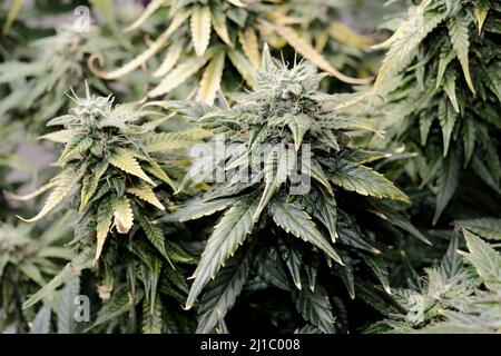 Cannabisblüten aus der Nähe, Makroansicht. Erntezeit, reif werden, Düngemittelüberdosis. Blühende Knospen mit gelben Trichomen, Wachstumskonzept. Stockfoto