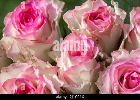 Ein Strauß rosa und weißer Rosen blüht in einem natürlichen Garten mit geringer Schärfentiefe. Stockfoto