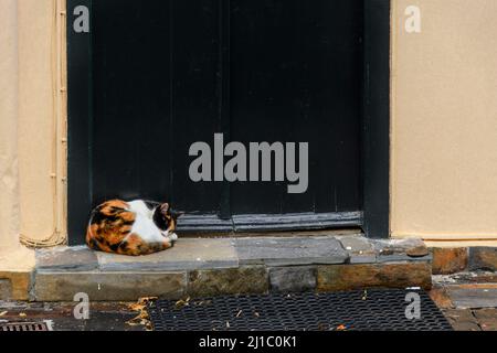Eine Calico-Katze kuschelt sich und schläft auf einer Steintreppe vor einer schwarzen Tür in Athen, Griechenland. Stockfoto