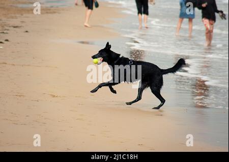 Aktiver schwarzer Hund, der am Strand mit einem gelben Ball spielt Stockfoto