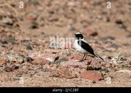 Westernröhrchen (Oenanthe hispanica) Stockfoto