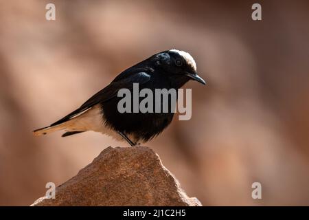 Weißkronenrös (Oenanthe leucopyga), Wadi Rum, Jordanien. Stockfoto