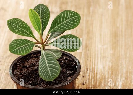 Keimen Sie die euforbia leuconeura in einem schwarzen Topf auf Holzhintergrund Stockfoto