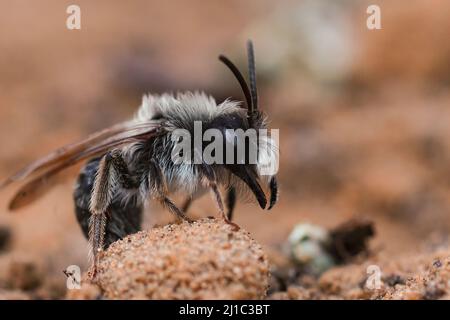 Seitliche Nahaufnahme einer männlichen Gray-backed-Bergbaubiene, Andrena Vaga auf dem Boden, zeigt ihre massiven Kiefer Stockfoto