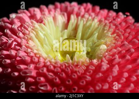 Nahaufnahme einer rosa Blume von bellis perennis mit schimmernden Wassertropfen auf den Blütenblättern und in der Mitte der Blume, schwarzer Hintergrund, selektiv Stockfoto