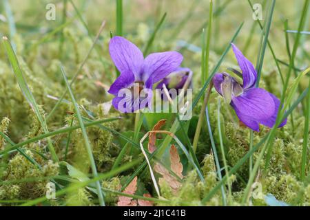 Nahaufnahme von zwei hübschen filigranen Veilchen, die auf einem Rasen wachsen Stockfoto