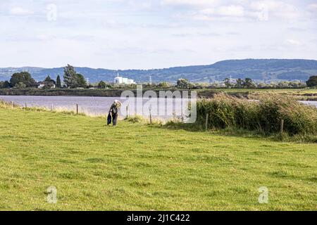 Ein Spaziergänger am Fluss Severn, der von Rodley, Gloucestershire, aus den Blick auf die Javelin Park Energy from Waste Facility im Severn Vale zieht Stockfoto