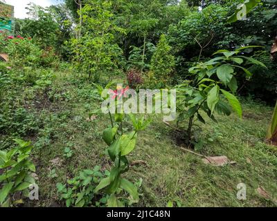 Eine Zinnienblüte, die inmitten eines Gartens in einer ländlichen Gegend blüht und ohne Pflege wild wächst Stockfoto