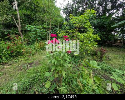 Eine Zinnienblüte, die inmitten eines Gartens in einer ländlichen Gegend blüht und ohne Pflege wild wächst Stockfoto