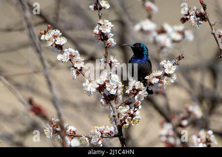 Palestine Sunbird (Cinnyris osea), Wadi Dana, Jordanien. Stockfoto