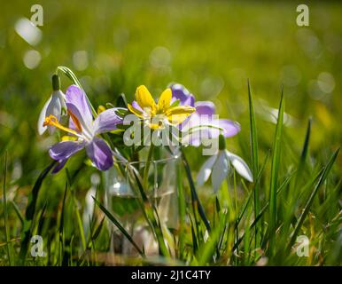 Der Frühling beginnt im Garten Stockfoto