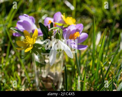 Schöner Hintergrund von Blumen im Frühling Stockfoto