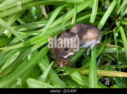 Eine Holzmaus in einem Stück Bärlauch Stockfoto