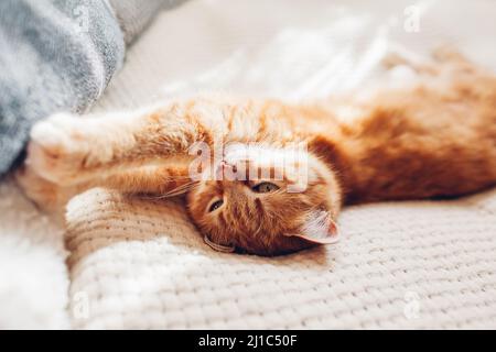 Ingwer-Katze liegt auf der Decke auf dem Kopf. Das verspröde Tier entspannt sich und fühlt sich am sonnigen Morgen wie zu Hause Stockfoto