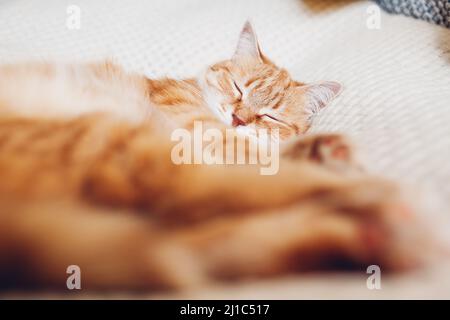 Ingwer-Katze entspannt sich auf der Couch auf der weißen Decke. Haustiere schlafen zu Hause. Niedliche Tier Gefühl gemütlich und komfortabel Nickerchen Stockfoto