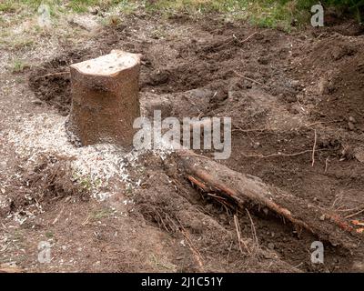 Der Baumstumpf wird im Garten entfernt Stockfoto