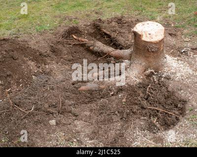 Der Baumstumpf wird im Garten entfernt Stockfoto