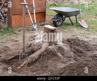 Der Baumstumpf wird im Garten entfernt Stockfoto