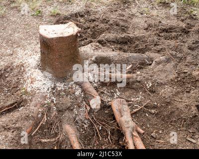 Der Baumstumpf wird im Garten entfernt Stockfoto