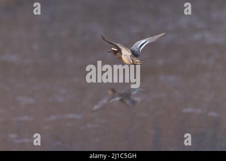 Garganey (Anas querquedula) in Flug Cley Marsh NWT Norfolk GB UK März 2022 Stockfoto
