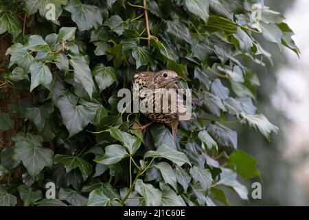 Mistle Thrush (Turdus viscivorus) auf der Nahrungssuche nach Efeu-Beeren Norwich GB UK März 2022 Stockfoto