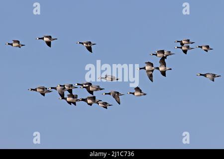 Barnacle Goose (Branta leucopsis) Herden fliegen Minsmere Suffolk GB UK Februar 2022 Stockfoto