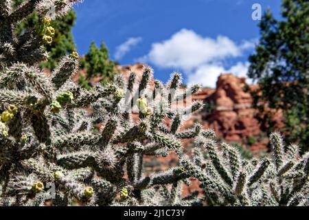 Eine Nahaufnahme des Cane Cholla Kaktus, der in hellem Sonnenlicht vor blauem bewölktem Himmel blüht Stockfoto