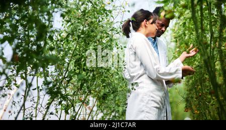 Wir lernen jeden Tag etwas Neues voneinander. Aufnahme von zwei jungen Botanikern, die gemeinsam in der Natur Pflanzen arbeiten und studieren. Stockfoto
