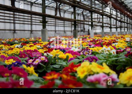 Ein Teppich mit vielen bunten Primrose-Blüten, auch bekannt als Kuhslip, wächst und verkauft in einem Gewächshaus. Selektiver Fokus. Stockfoto