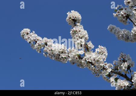 Ein schöner Zweig des prunus serrulata Baumes mit vielen weißen Blumen und einem blauen Himmel Stockfoto