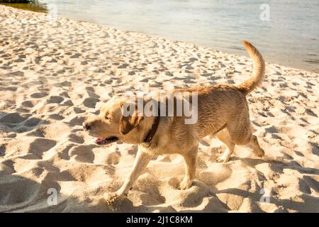 Happy Labrador Retriever läuft durch Sand, Hund am Strand. Stockfoto