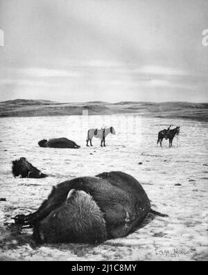 Dead Buffalo. After the Chase, North Montana Range, M.T. Jan 82 von Laton Alton Huffman (1854-1931), 1882 Stockfoto