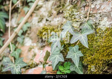 Wildes Efeu und Moos an den alten Mauern der Festung Petrovaradin. Stockfoto