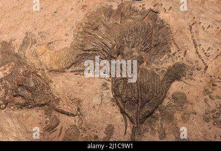 Abdruck von antiken Fossilien im Sediment. 3,6 Milliarden Jahre Trilobiten. Stockfoto