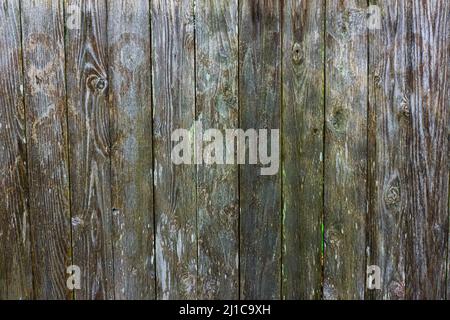 Eine Holzstruktur eines alten, verfallenden Zauns mit Moos und Wasser, das in die Holzoberfläche sickert. Stockfoto