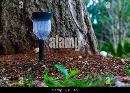 In den Schmutz, der an einem hellen Tag vor einem Baumstamm mit Unkraut und Gras im Vordergrund steht, wird ein Sonnenlicht gepflanzt. Stockfoto