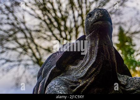 Eine große Schildkröte wird von unten nach oben fotografiert und sieht massiv aus, während die Schildkröte über der Kamera steht und im Hintergrund Bäume zum Himmel zeigt. Stockfoto